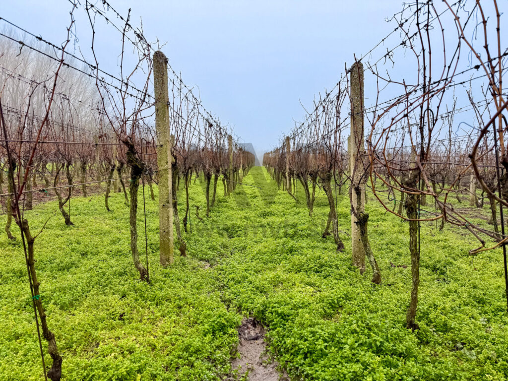 VINICA | VLASTNÁ ÚRODA | VÝBORNÉ PODMIENKY | CHOTÍN | OKRES KOMÁRNO