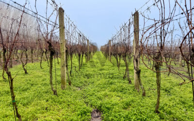 VINICA | VLASTNÁ ÚRODA | VÝBORNÉ PODMIENKY | CHOTÍN | OKRES KOMÁRNO