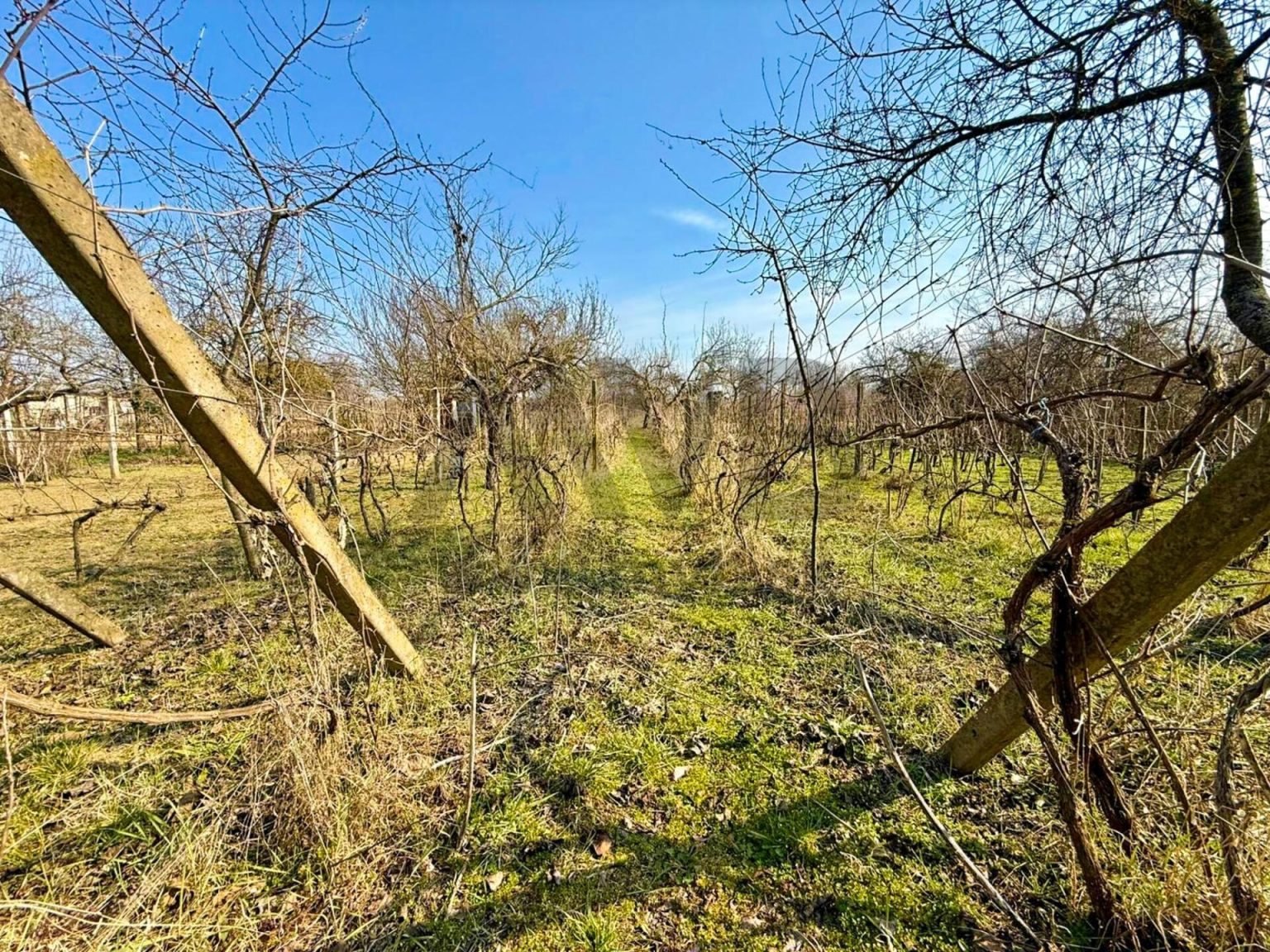VINNÁ PIVNICA S VINICOU | ABA | OKRES KOMÁRNO — fotografia