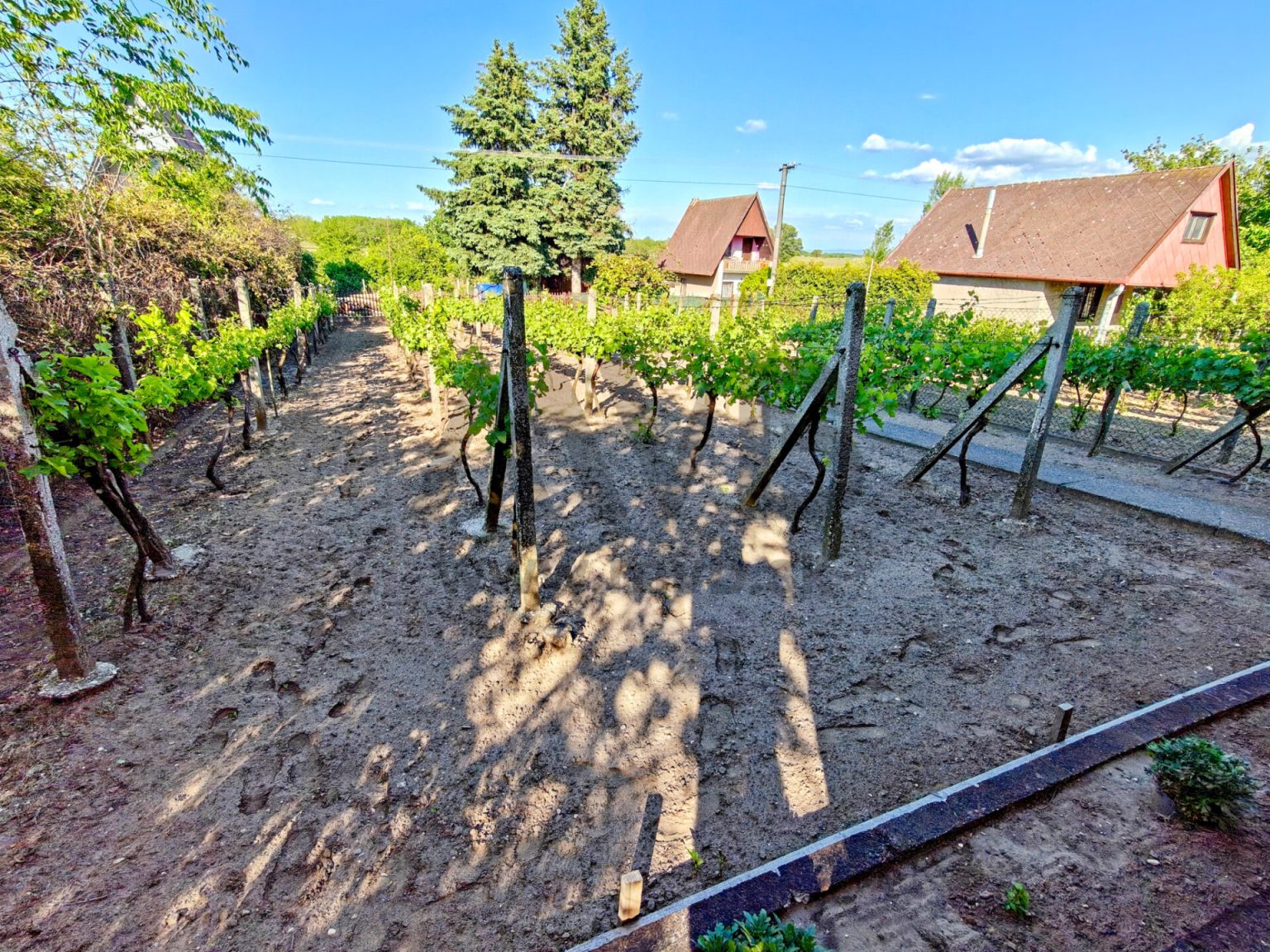VÍNNA PIVNICA V SRDCI VINOHRADNÍCKEJ OBLASTI CINKOT | MARCELOVÁ — fotografia
